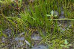 American pillwort